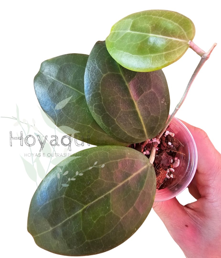 Hoya sp. Selayar