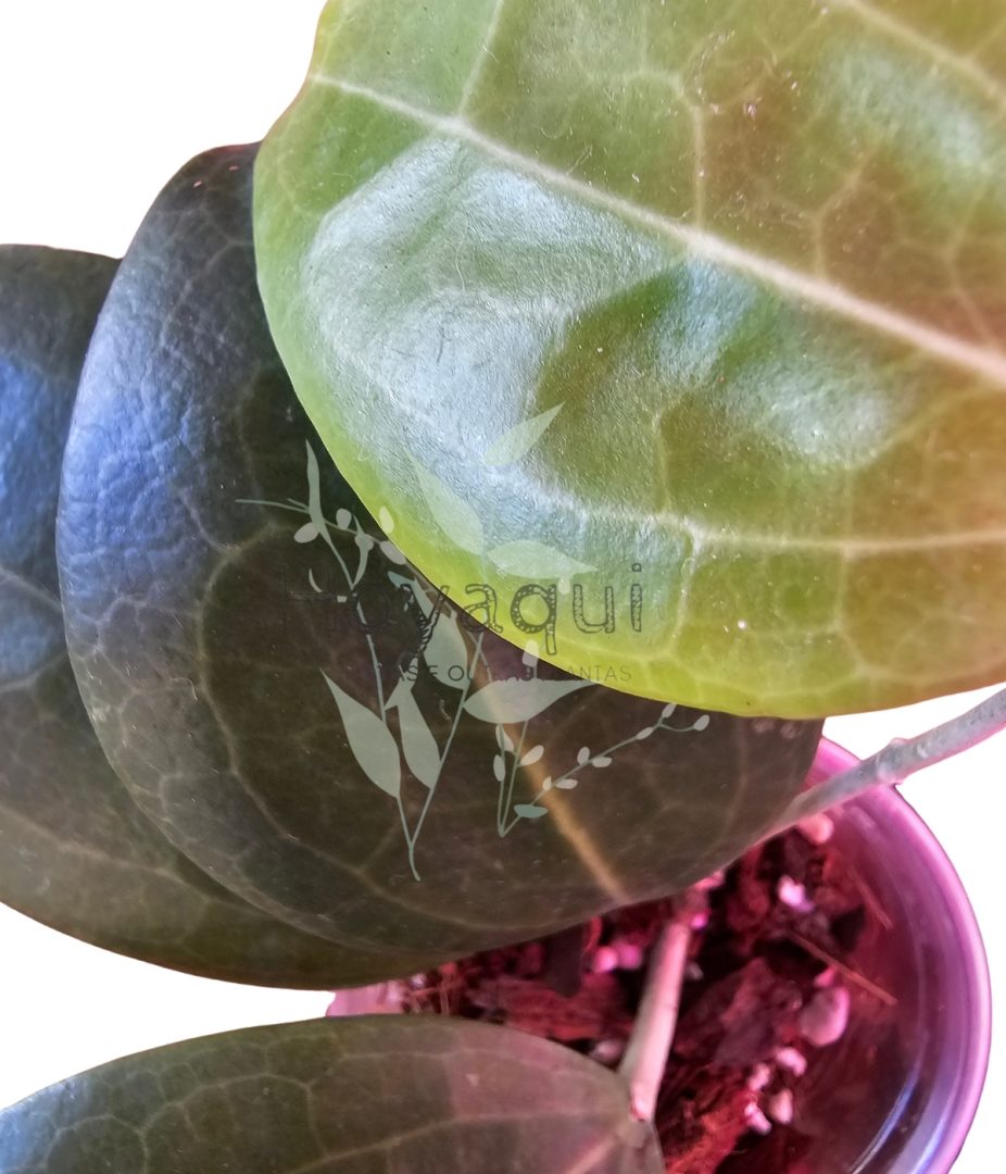 Hoya sp. Selayar