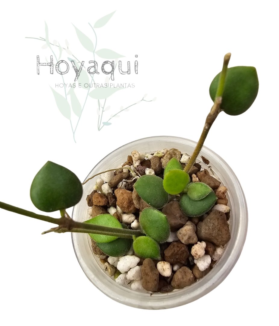 Hoya mamasa