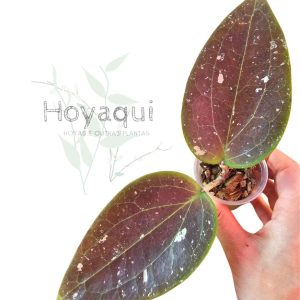 Hoya glabra Aceh