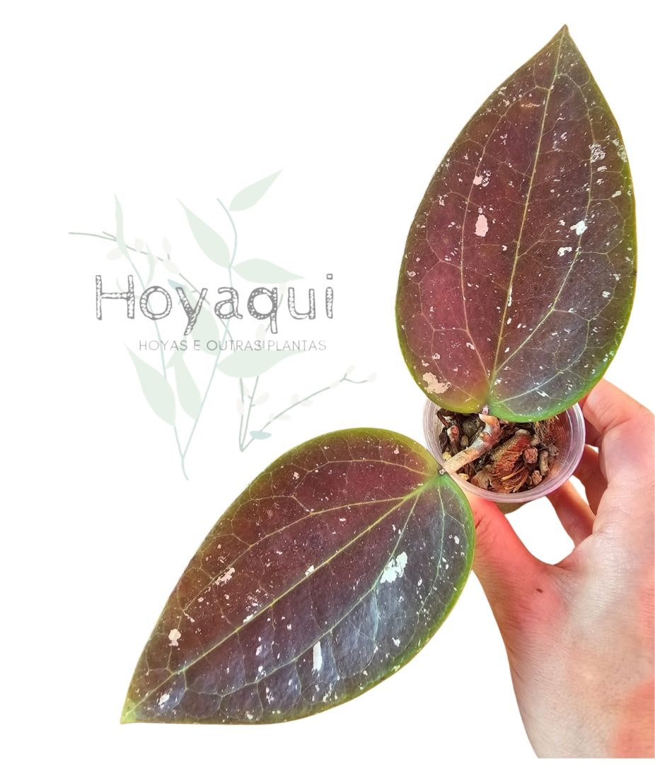 Hoya glabra Aceh