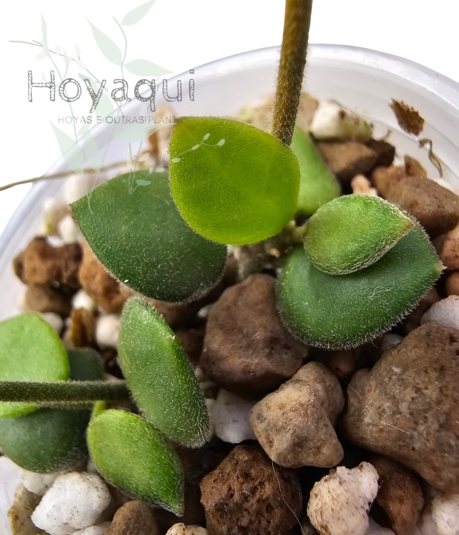 Hoya mamasa
