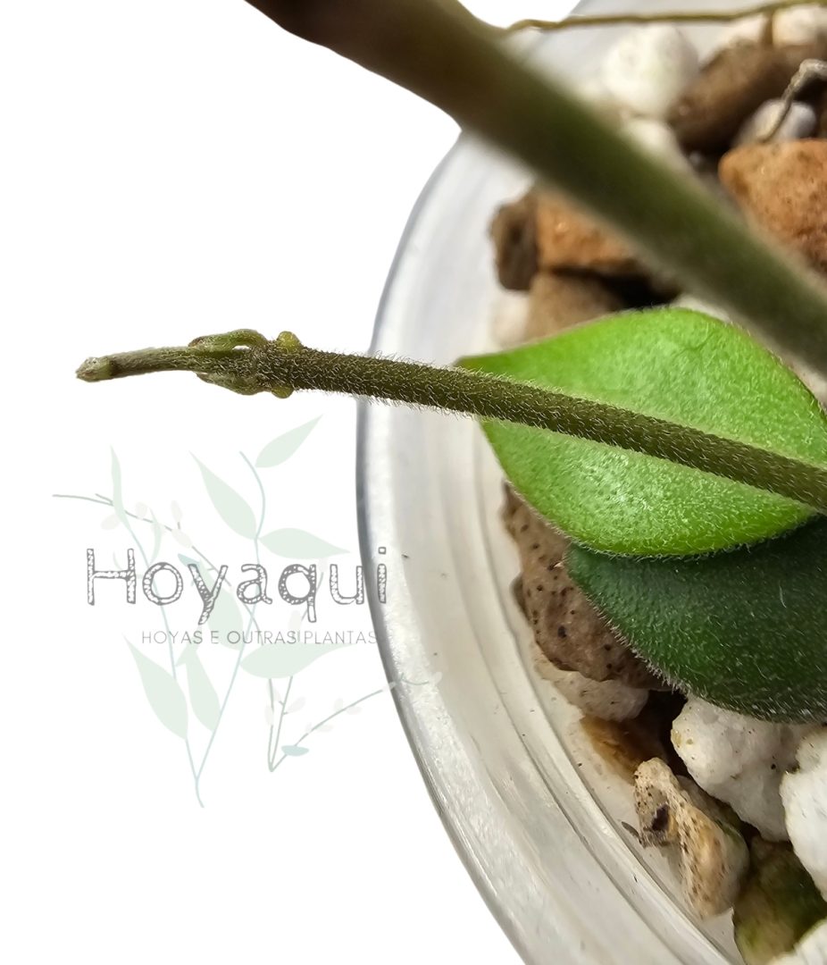 Hoya mamasa