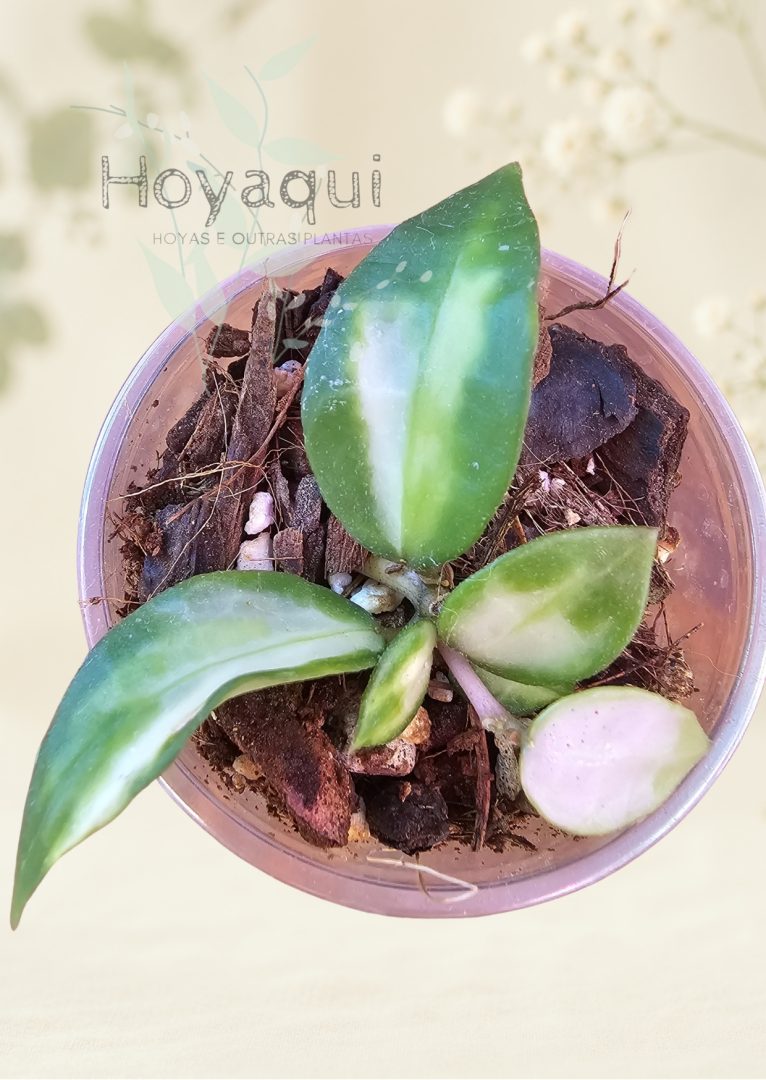 Hoya lacunosa ‘Bruno tricolor’ Hoya lacunosa ‘Bruno tricolor’