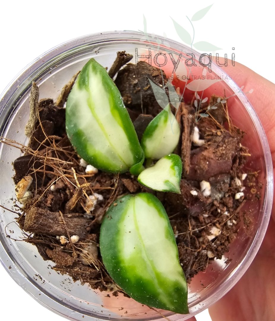 Hoya lacunosa 'Bruno Tricolor'