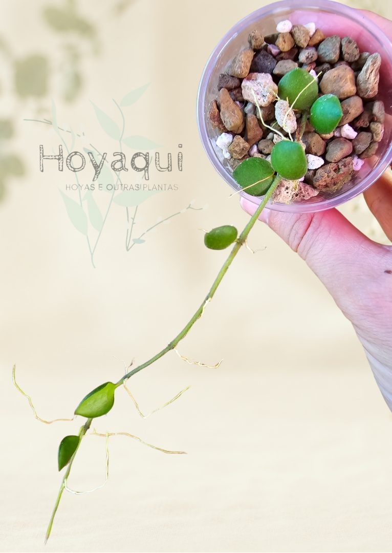 Hoya mamasa