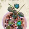 Hoya mamasa
