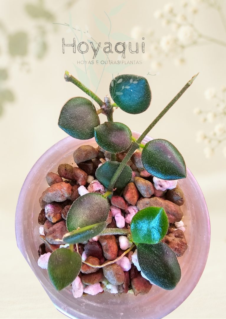 Hoya mamasa