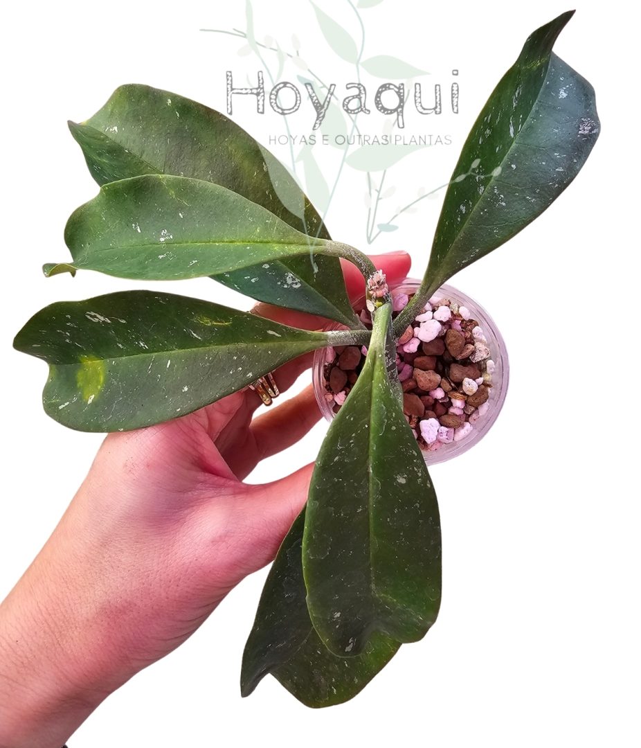 Hoya occultata RED