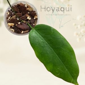 hoya macgillivrayi