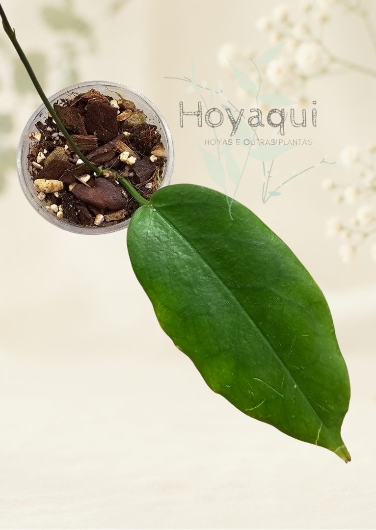 hoya macgillivrayi hoya macgillivrayi
