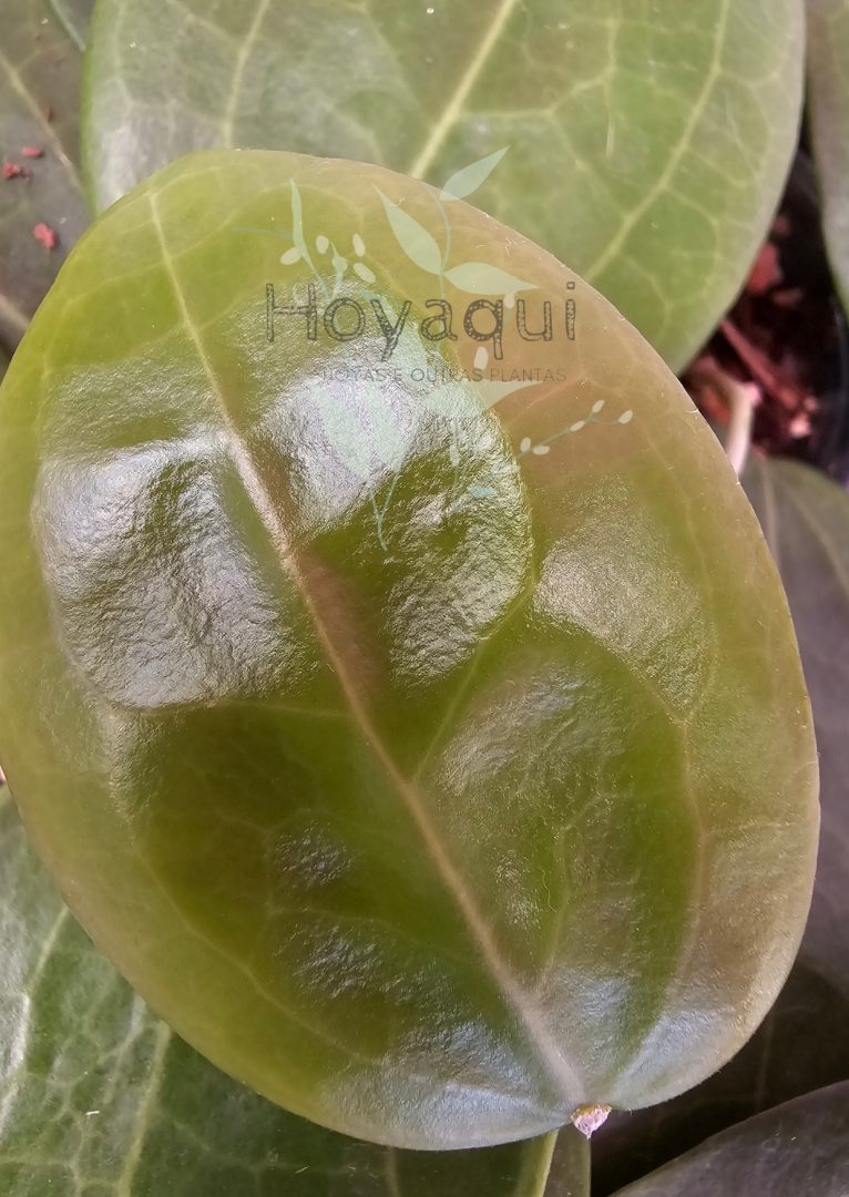 Hoya sp. Selayar Hoya sp. Selayar