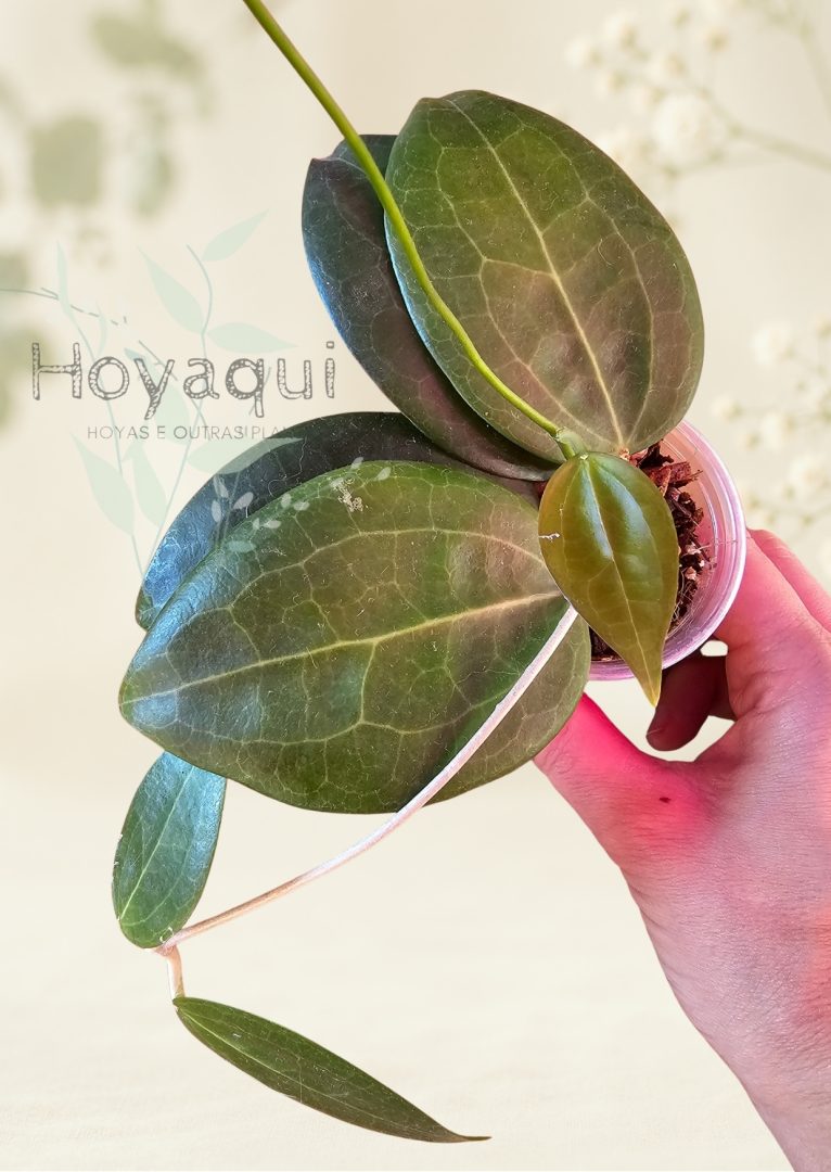 Hoya sp. Selayar Hoya sp. Selayar