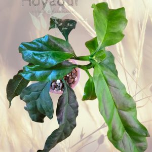 Planta 2