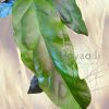 Hoya decipulae