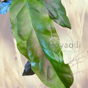 Hoya decipulae