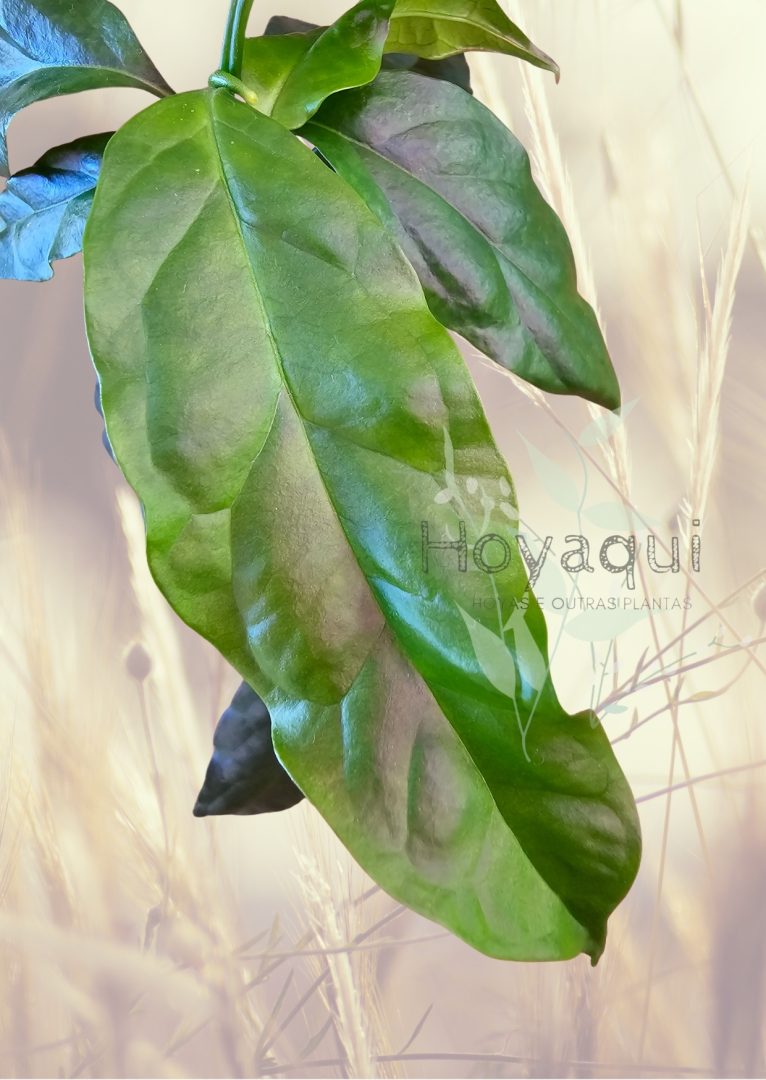 Hoya decipulae
