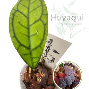 Hoya callistophylla ‘Vena’