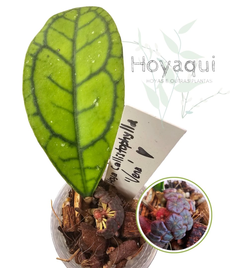 Hoya callistophylla ‘Vena’