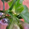 Hoya decipulae