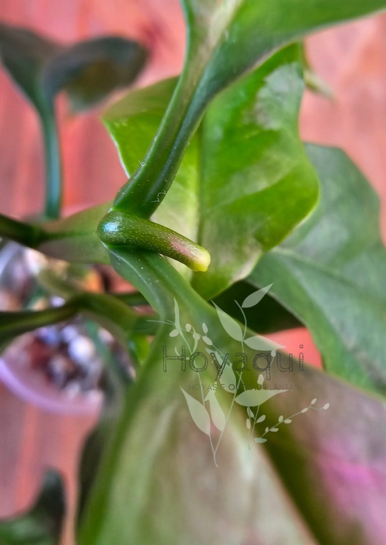 Hoya decipulae