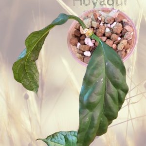 Planta 4