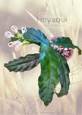 Hoya decipulae