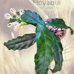 Hoya decipulae