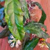 Hoya decipulae