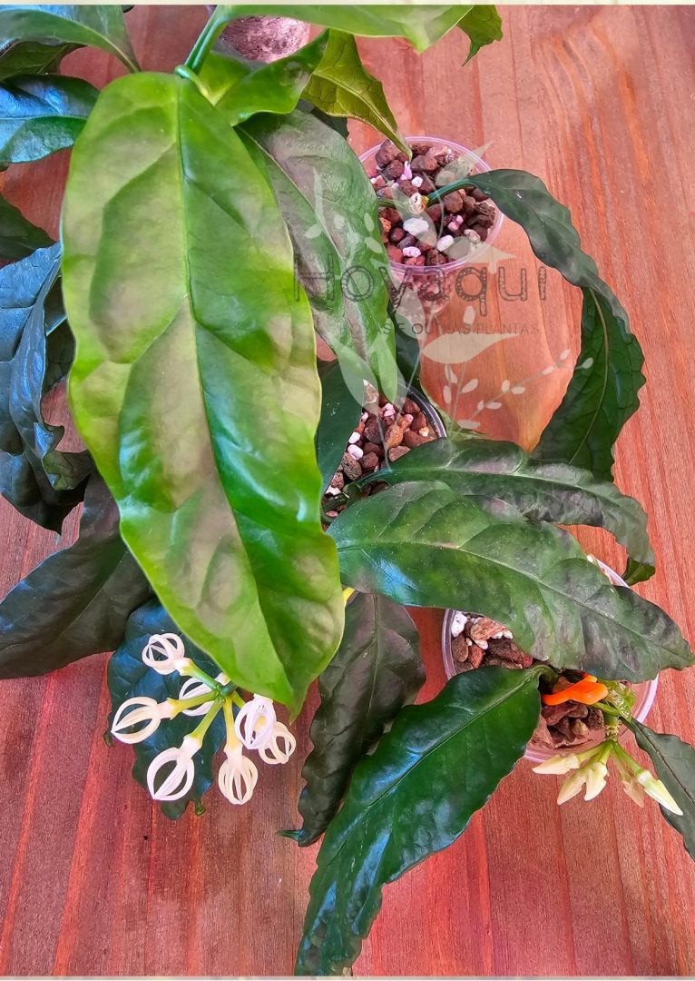Hoya decipulae
