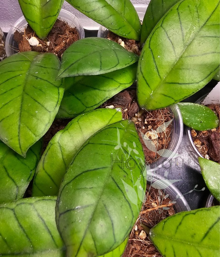 Hoya sp. Gunung Gading