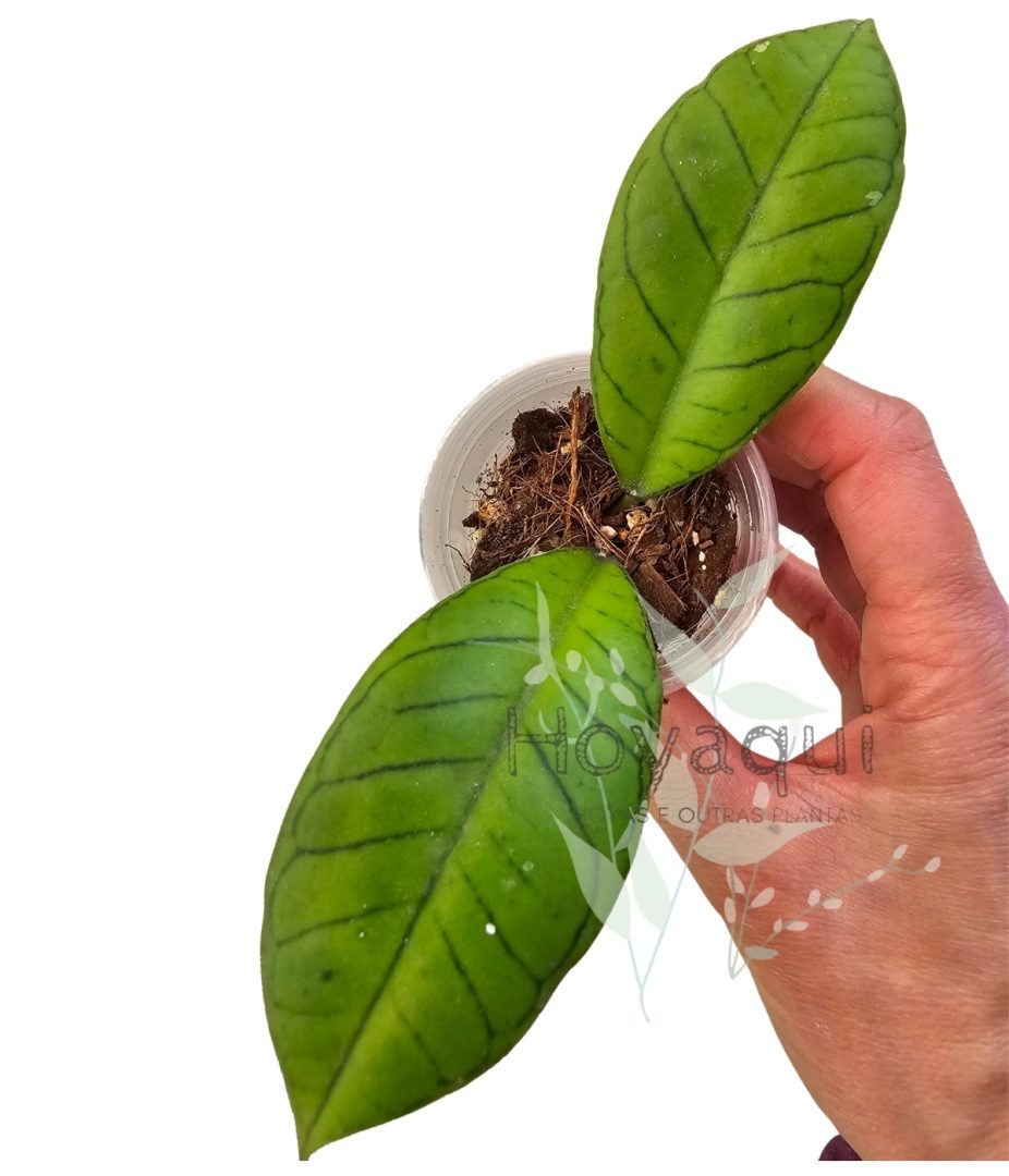 Hoya sp. Gunung Gading