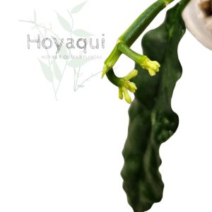 Hoya decipulae