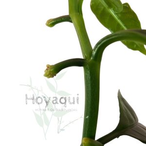 Hoya decipulae