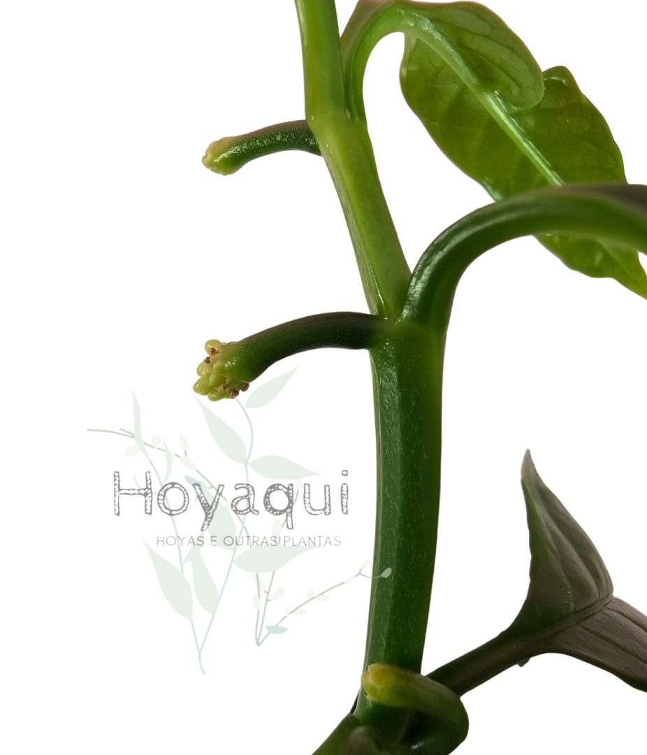 Hoya decipulae