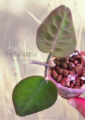 Hoya inflata