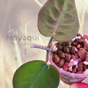 Planta 1