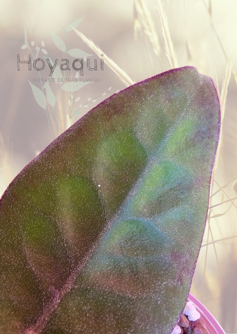 Hoya inflata