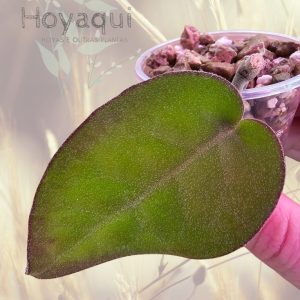 Planta 2
