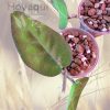 Hoya inflata