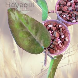Hoya inflata