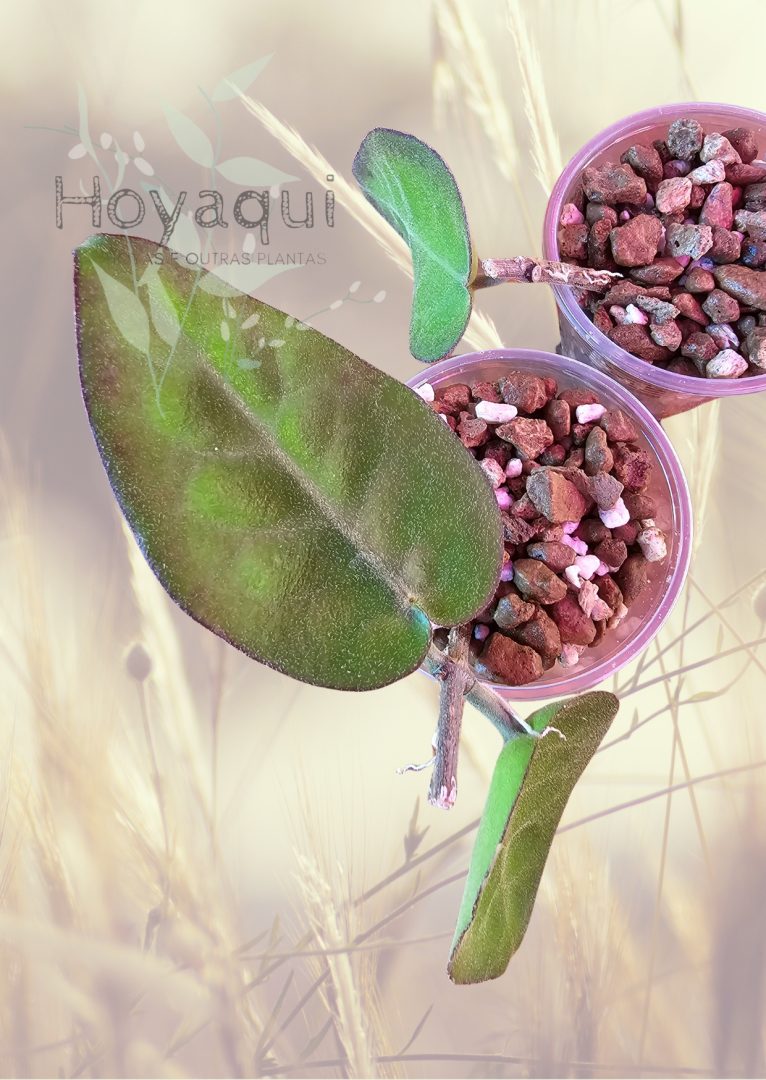 Hoya inflata