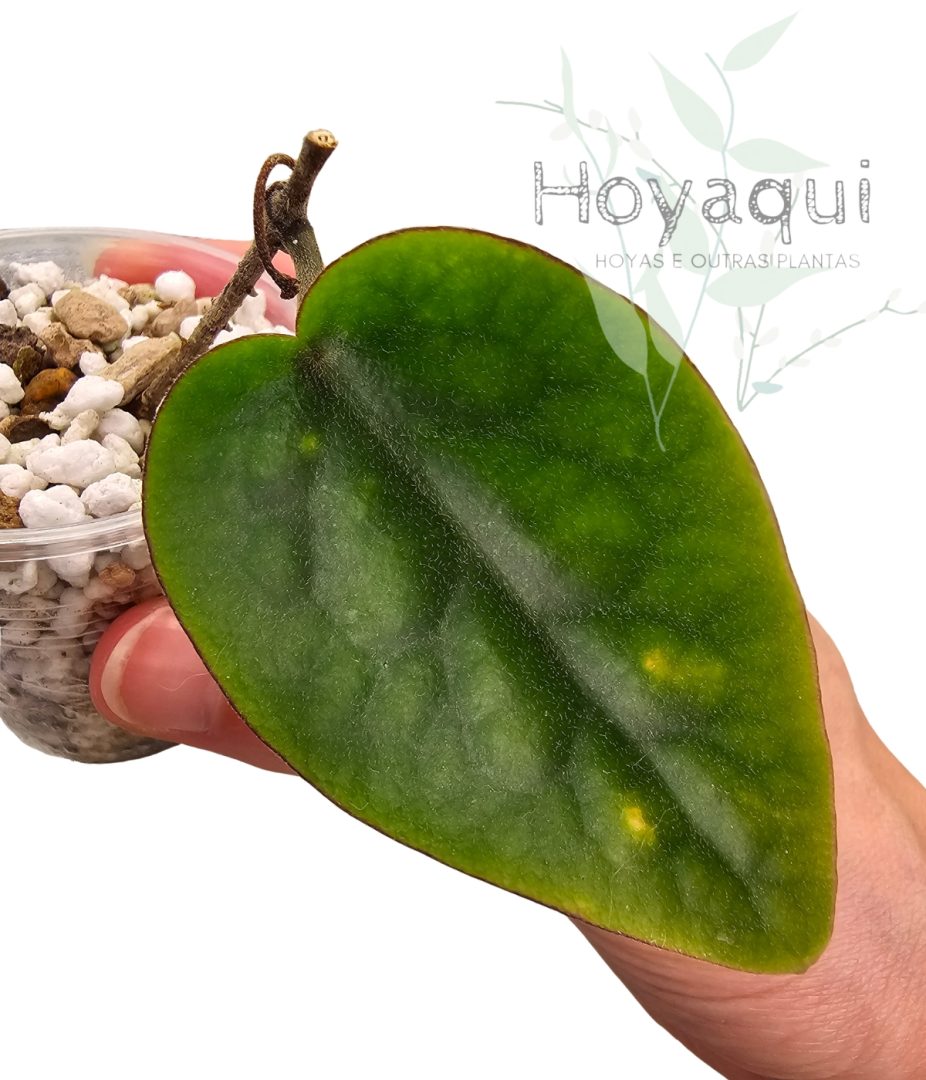 Hoya inflata