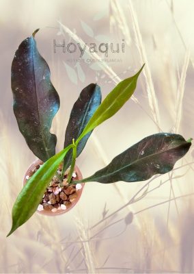 Hoya occultata (red)