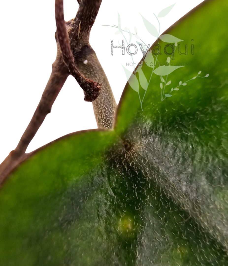 Hoya inflata