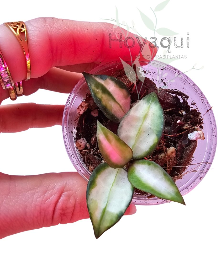 Hoya lacunosa ‘Bruno Tricolor’ Hoya lacunosa ‘Bruno Tricolor’