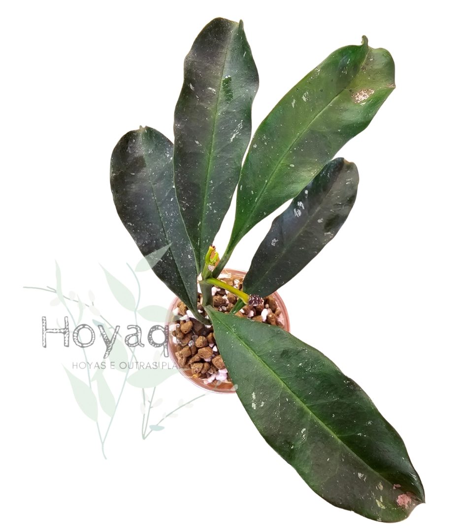Hoya occultata RED