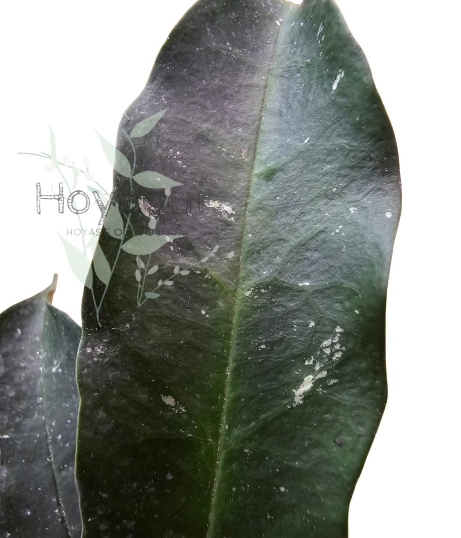 Hoya occultata RED