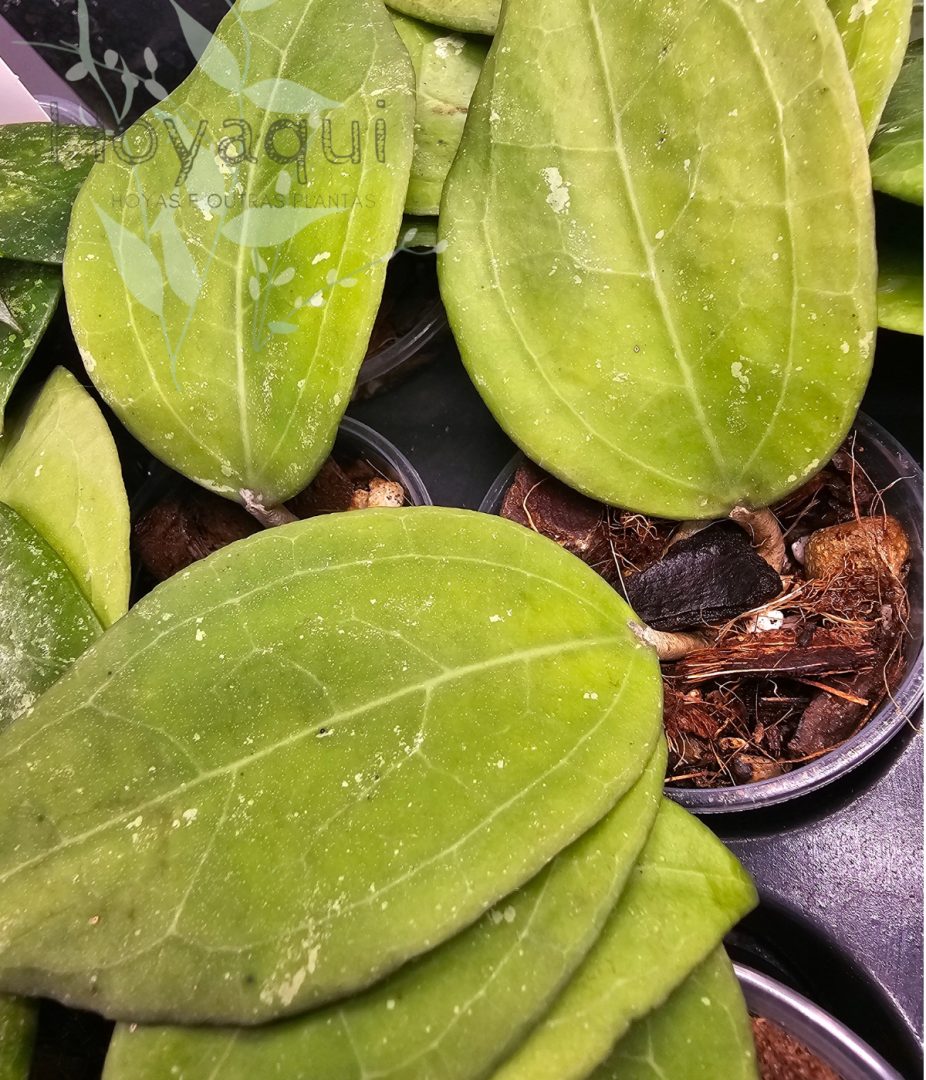 Hoya verticillata ‘Wayang’