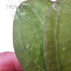 Hoya verticillata ‘Wayang’